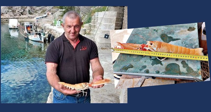 U Velebitskom kanalu ulovljen najveći škamp na svijetu U Velebitskom kanalu ulovljen najveći škamp na svijetu