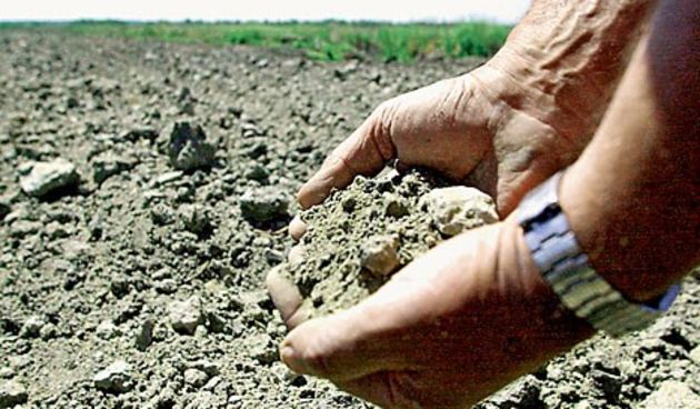 Suša je iscrpila zemlju, uroda neće biti, ali sada stiže nova prijetnja: stabla voćaka bi se mogla potpuno osušiti / CROPIX