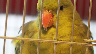 Ornitološko prvenstvo Hrvatske u hotelu Zadar (foto:Saša Čuka)