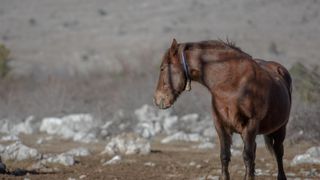 Veliko Rujno: Drago Krapić vlasnik je pedesetak konja koji obitavaju na velebitskim pašnjacima
