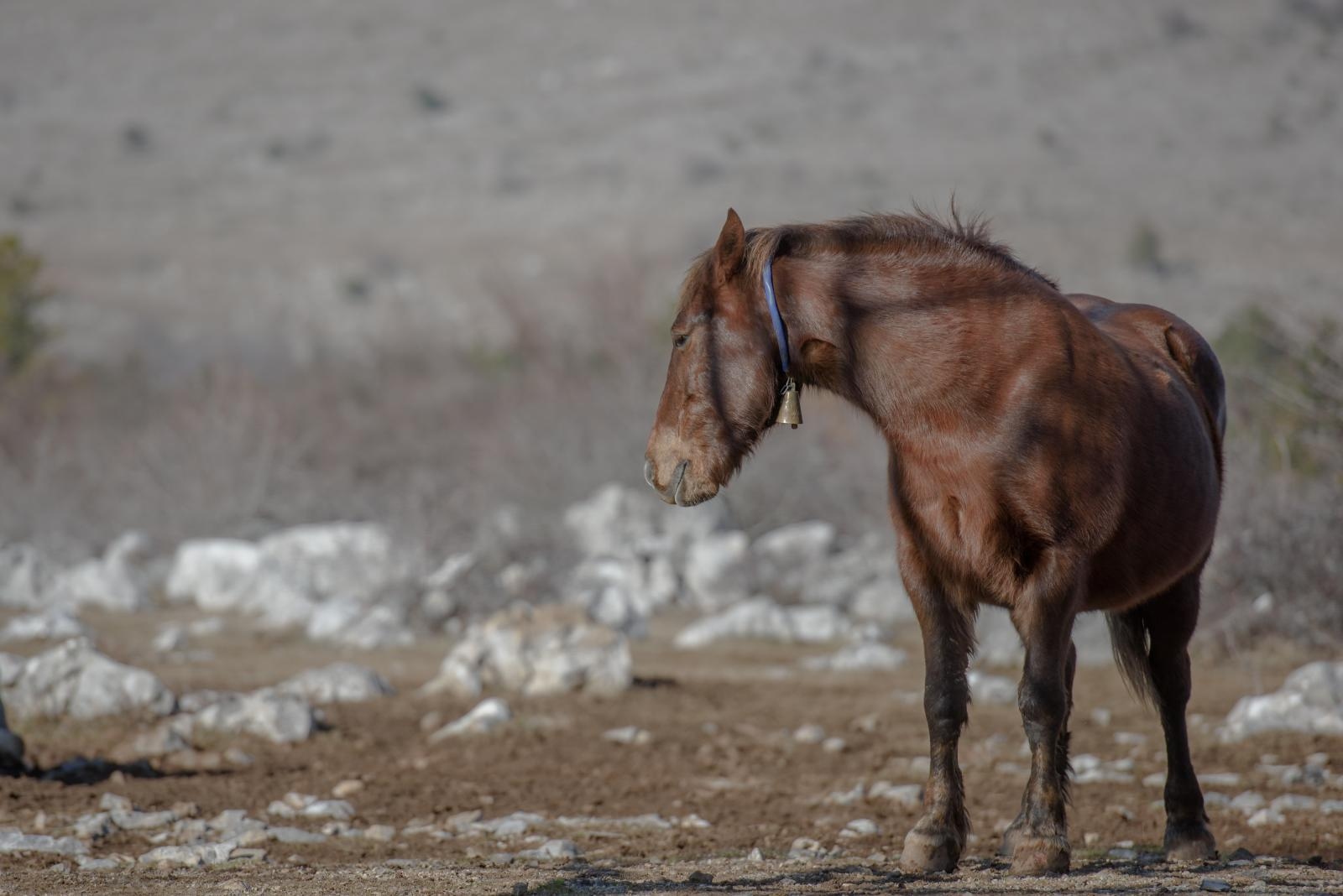 Veliko Rujno: Drago Krapić vlasnik je pedesetak konja koji obitavaju na velebitskim pašnjacima
