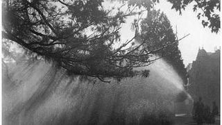 Image 1192775 (auto)