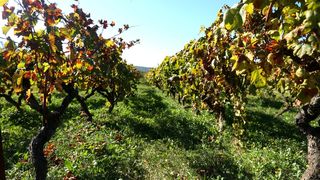 Boje jeseni u vinogradu Boje jeseni u vinogradu