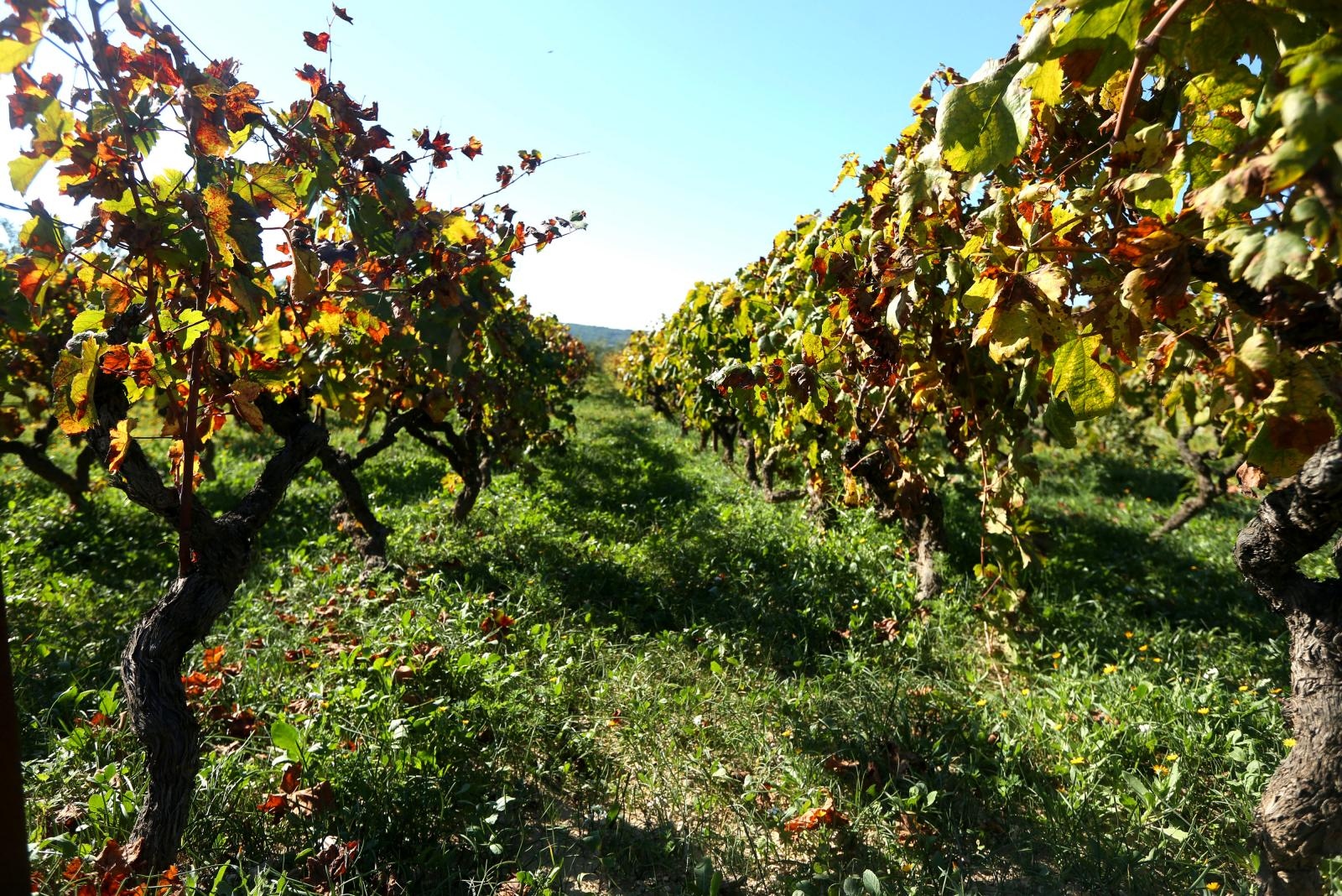 Boje jeseni u vinogradu Boje jeseni u vinogradu