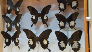 11. Noć muzeja u Zadru, foto-Iva Perinčić 11. Noć muzeja u Zadru, foto-Iva Perinčić