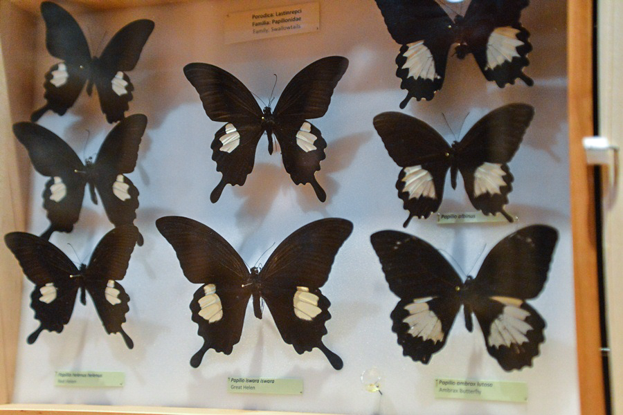 11. Noć muzeja u Zadru, foto-Iva Perinčić 11. Noć muzeja u Zadru, foto-Iva Perinčić