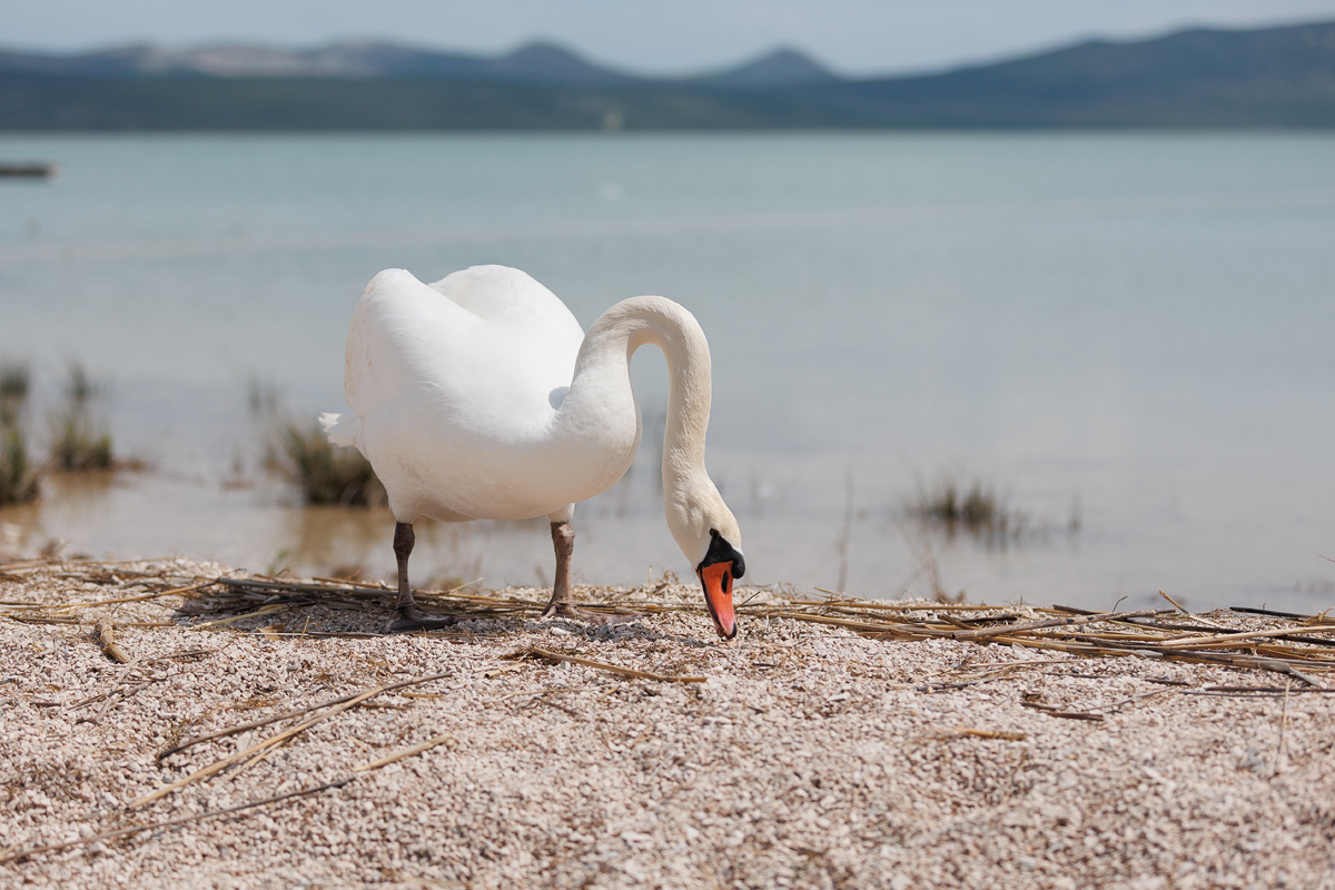 Materine užance @ kamp Crkvine, Vransko jezero Materine užance @ kamp Crkvine, Vransko jezero