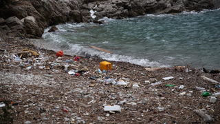 Mljet: Nasukana morska sirena Mljet: Nasukana morska sirena