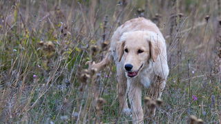 Paintball Team Brabori u akciji, Foto: Leo Banic