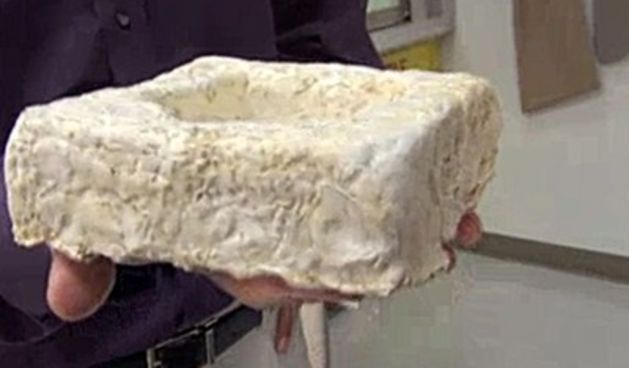 Automobili od gljiva, foto: tportal.hr