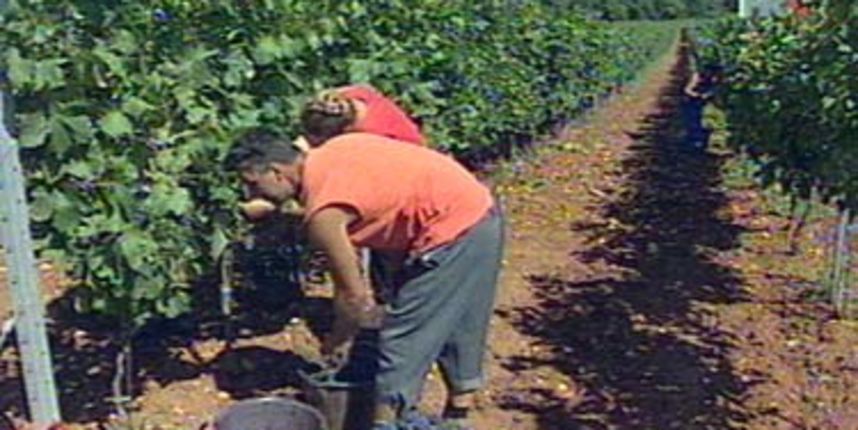 Berba grožđa Berba grožđa