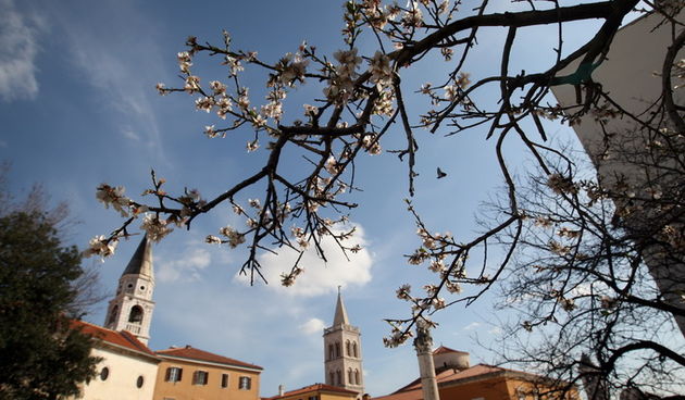Zadar, 270213. 
Poluotok. 
Da nam se proljece blizi, vidi se po procvjetalim stablima badema u blizini Katedrale sv. Stosije.
Foto: Jure Miskovic / CROPIX