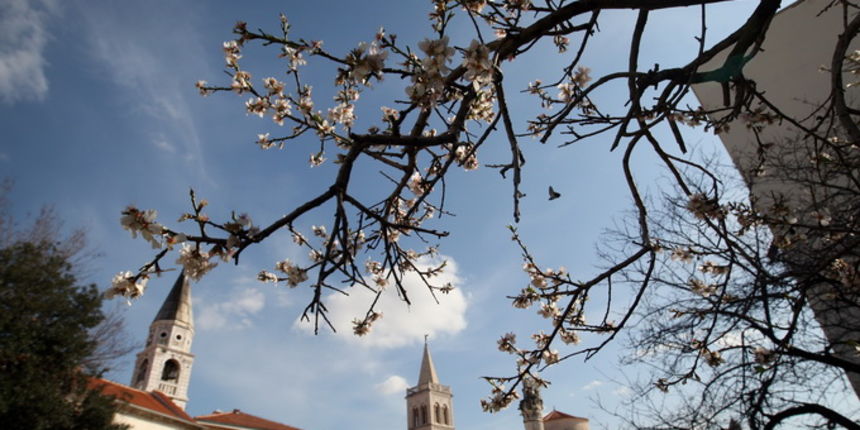 Zadar, 270213.
Poluotok.
Da nam se proljece blizi, vidi se po procvjetalim stablima badema u blizini Katedrale sv. Stosije.
Foto: Jure Miskovic / CROPIX Zadar, 270213.
Poluotok.
Da nam se proljece blizi, vidi se po procvjetalim stablima badema u blizini Katedrale sv. Stosije.
Foto: Jure Miskovic / CROPIX