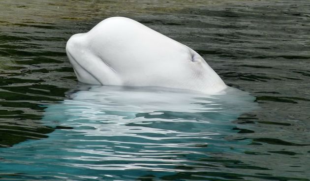 Bijeli kit beluga