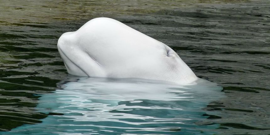 Bijeli kit beluga Bijeli kit beluga