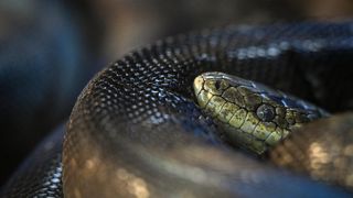 Stanari zagrebačkog Zoološkog vrta u zimskom razdoblju