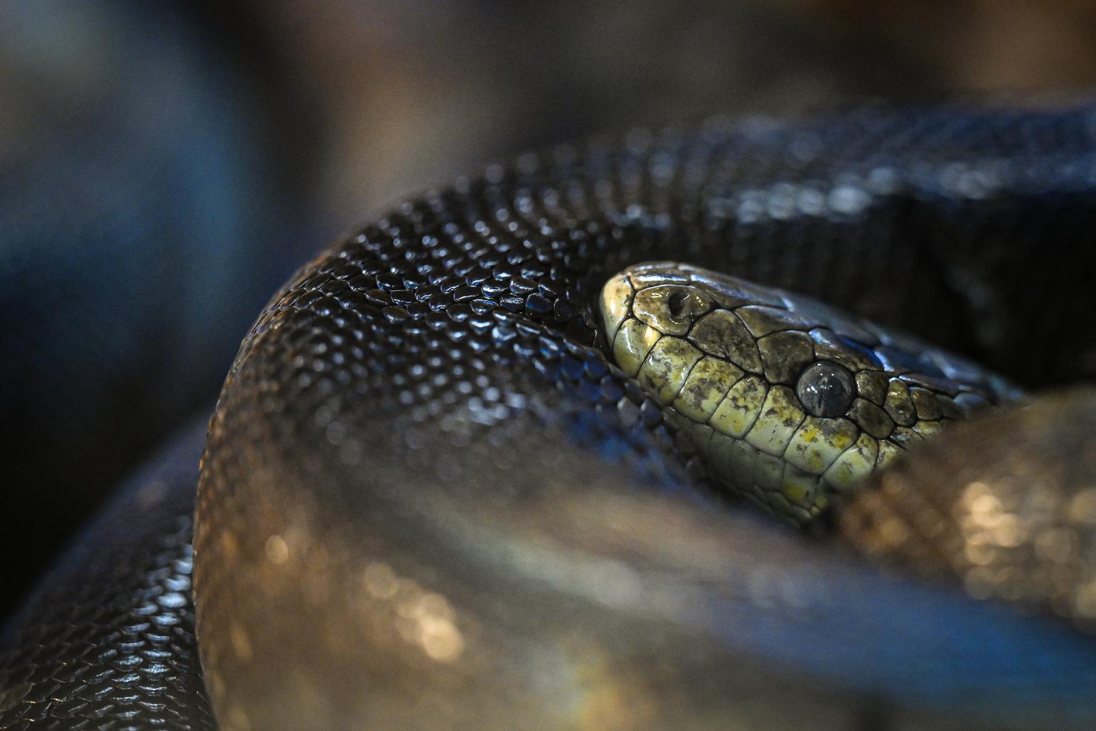 Stanari zagrebačkog Zoološkog vrta u zimskom razdoblju