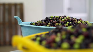 Zadar, 051112.
Uljare na zadarskom podrucju ubrzano preradjuju masline u ulje, ali prvi podaci govore da je ove godine randman izuzetno slab zbog velike suse u Dalmaciji. Detalj iz Uljare Zadar na Novom Bokanjcu u Zadru.
Foto: Jure Miskovic / CROPIX Zadar, 051112.
Uljare na zadarskom podrucju ubrzano preradjuju masline u ulje, ali prvi podaci govore da je ove godine randman izuzetno slab zbog velike suse u Dalmaciji. Detalj iz Uljare Zadar na Novom Bokanjcu u Zadru.
Foto: Jure Miskovic / CROPIX