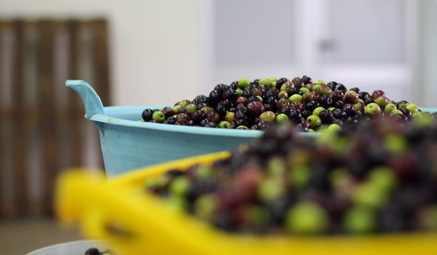 Zadar, 051112.
Uljare na zadarskom podrucju ubrzano preradjuju masline u ulje, ali prvi podaci govore da je ove godine randman izuzetno slab zbog velike suse u Dalmaciji. Detalj iz Uljare Zadar na Novom Bokanjcu u Zadru.
Foto: Jure Miskovic / CROPIX