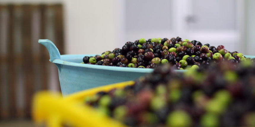 Zadar, 051112.
Uljare na zadarskom podrucju ubrzano preradjuju masline u ulje, ali prvi podaci govore da je ove godine randman izuzetno slab zbog velike suse u Dalmaciji. Detalj iz Uljare Zadar na Novom Bokanjcu u Zadru.
Foto: Jure Miskovic / CROPIX Zadar, 051112.
Uljare na zadarskom podrucju ubrzano preradjuju masline u ulje, ali prvi podaci govore da je ove godine randman izuzetno slab zbog velike suse u Dalmaciji. Detalj iz Uljare Zadar na Novom Bokanjcu u Zadru.
Foto: Jure Miskovic / CROPIX