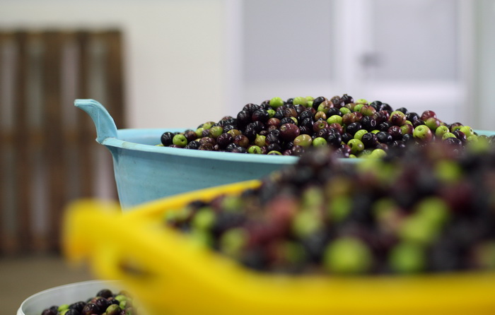 Zadar, 051112.
Uljare na zadarskom podrucju ubrzano preradjuju masline u ulje, ali prvi podaci govore da je ove godine randman izuzetno slab zbog velike suse u Dalmaciji. Detalj iz Uljare Zadar na Novom Bokanjcu u Zadru.
Foto: Jure Miskovic / CROPIX Zadar, 051112.
Uljare na zadarskom podrucju ubrzano preradjuju masline u ulje, ali prvi podaci govore da je ove godine randman izuzetno slab zbog velike suse u Dalmaciji. Detalj iz Uljare Zadar na Novom Bokanjcu u Zadru.
Foto: Jure Miskovic / CROPIX