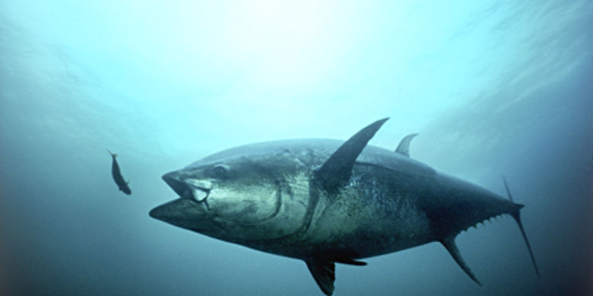 Plavorepa tuna Plavorepa tuna