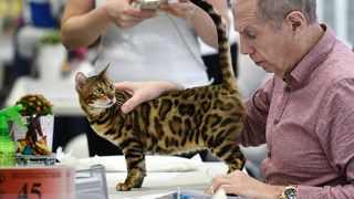 Međunarodna izložba mačaka