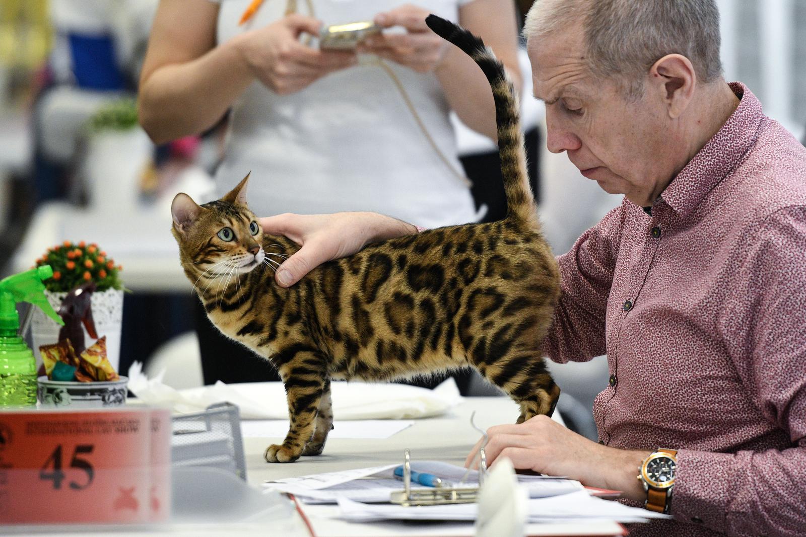 Međunarodna izložba mačaka