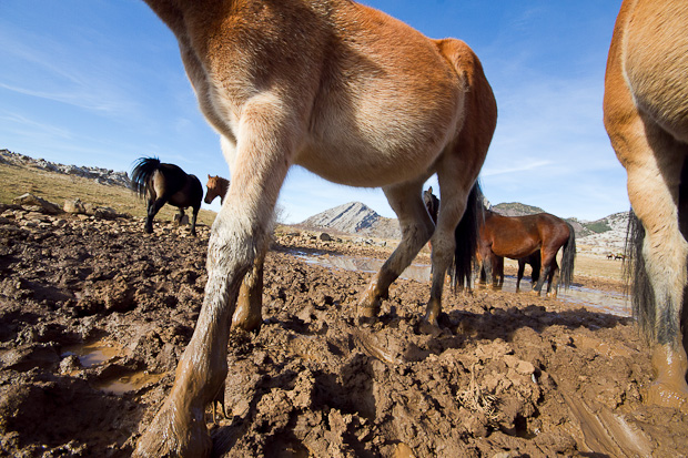 Divlji konji, foto: Leo Banić