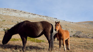 Velebitski divlji konji, Foto: Leo Banić