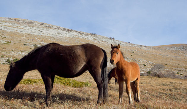Velebitski divlji konji, Foto: Leo Banić