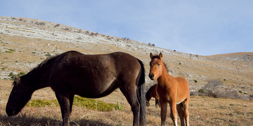 Velebitski divlji konji, Foto: Leo Banić