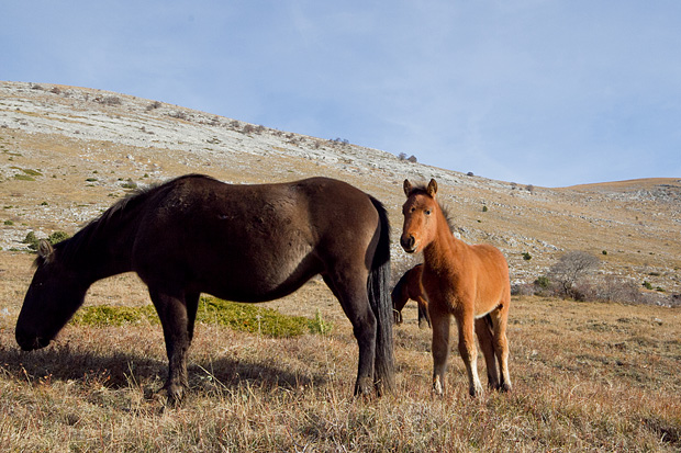 Velebitski divlji konji, Foto: Leo Banić