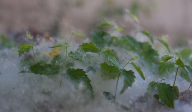 Cvjetanje topole, foto: Darko Belancic