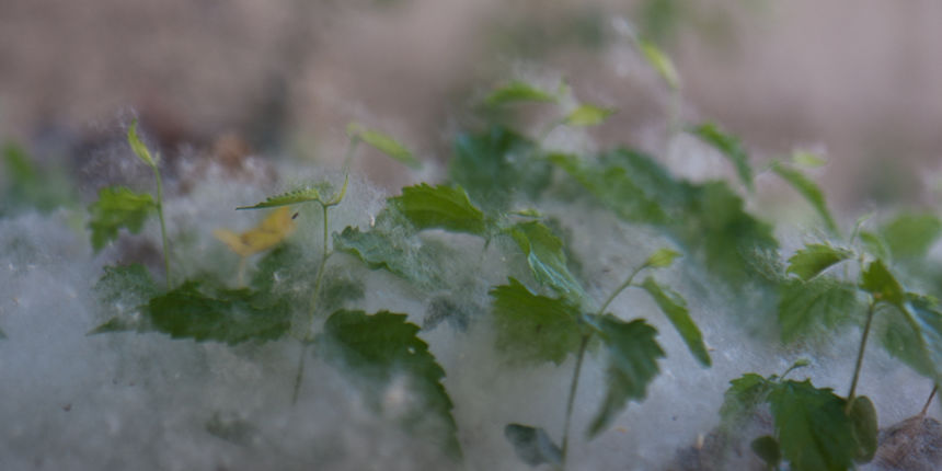 Cvjetanje topole, foto: Darko Belancic Cvjetanje topole, foto: Darko Belancic