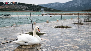 Zimska idila u Parku prirode Vransko jezero Zimska idila u Parku prirode Vransko jezero
