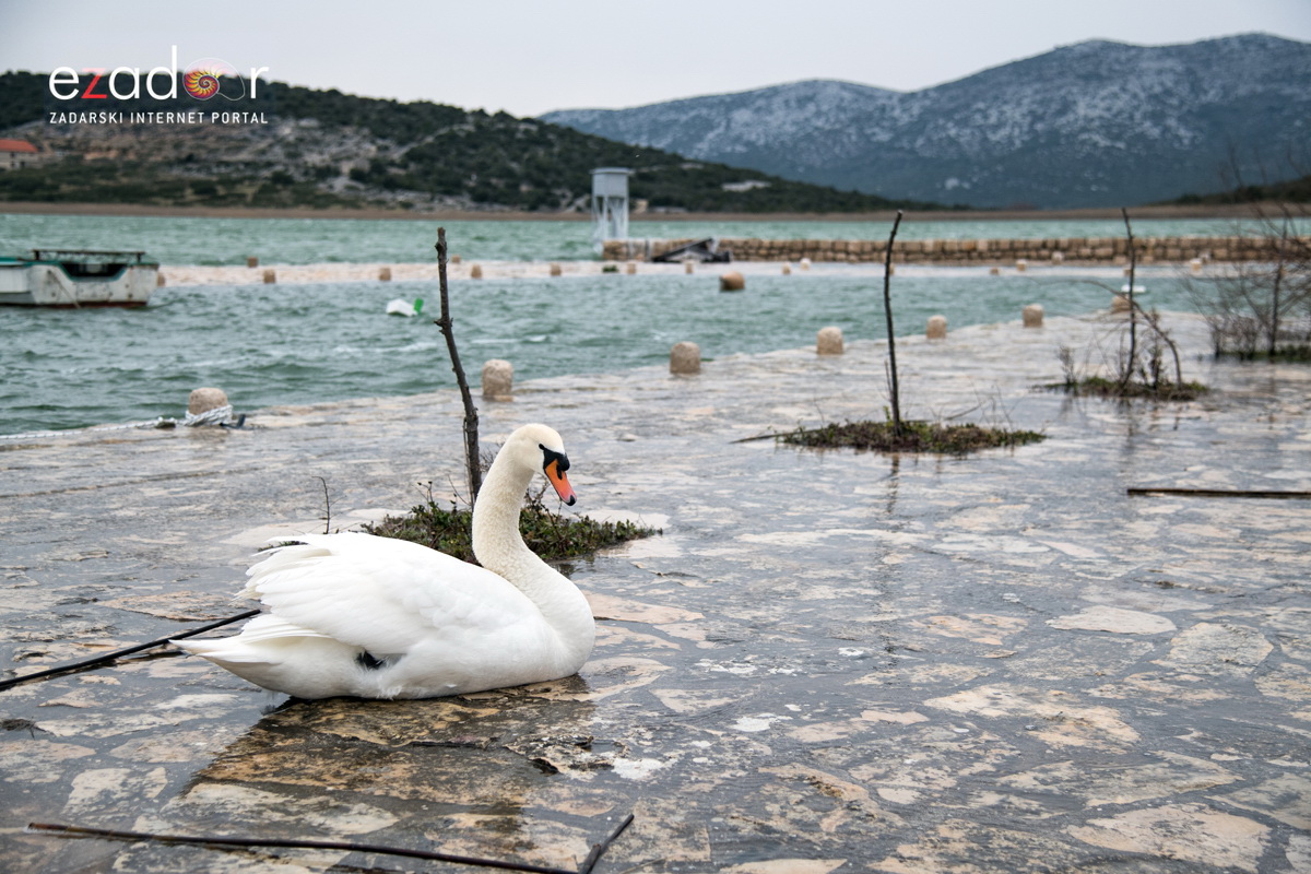 Zimska idila u Parku prirode Vransko jezero Zimska idila u Parku prirode Vransko jezero