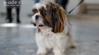 Đir po gradu, subotnja špica 23. ožujka 2019.