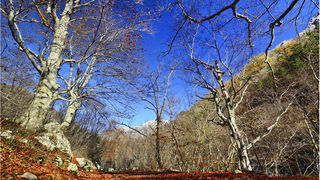 Jesen u kanjonu Velike Paklenice