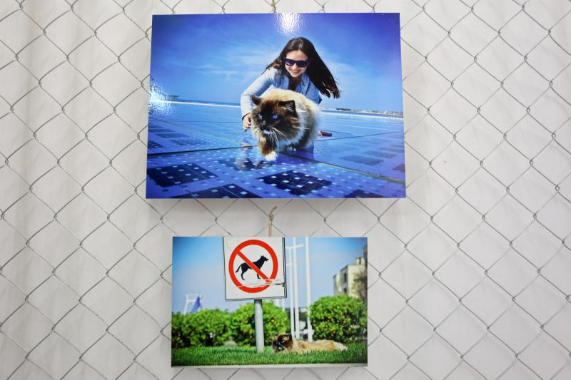 26.04.2014., Zadar – U Knezevoj palaci otvorena je humanitarna izlozba kucnih ljubimaca fotografkinje Ive Perincic za pomoc zadarskom azilu za zivotinje. Photo: Filip Brala/PIXSELL 26.04.2014., Zadar – U Knezevoj palaci otvorena je humanitarna izlozba kucnih ljubimaca fotografkinje Ive Perincic za pomoc zadarskom azilu za zivotinje. Photo: Filip Brala/PIXSELL