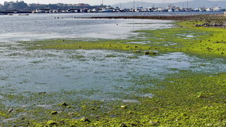 Zimska oseka u Sukošanu