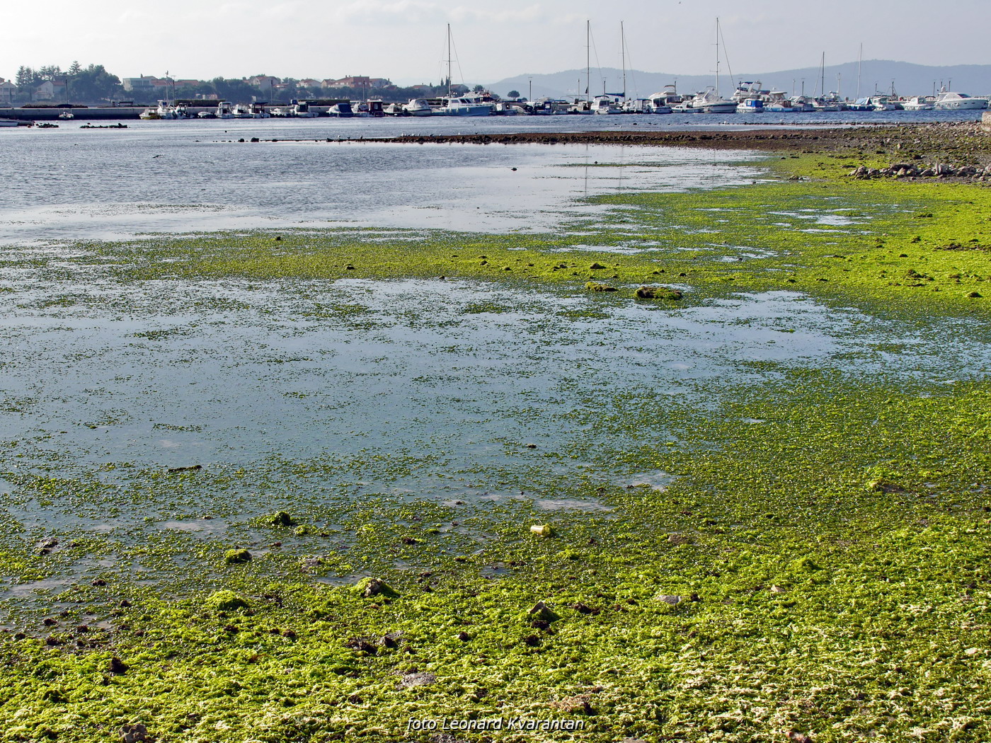 Zimska oseka u Sukošanu