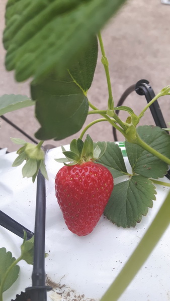 Trg Petra Zoranića: Učenici i profesori PPV Stanka Ožanića predstavili rezultate projekta “Primjena inovativnih metoda podučavanja i komunikacije sukladno smjernicama ruralnog razvoja”