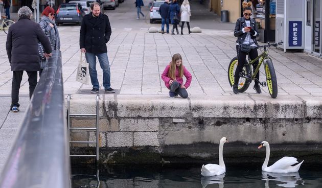 Labudovi pored mosta uveseljavaju Zadrane