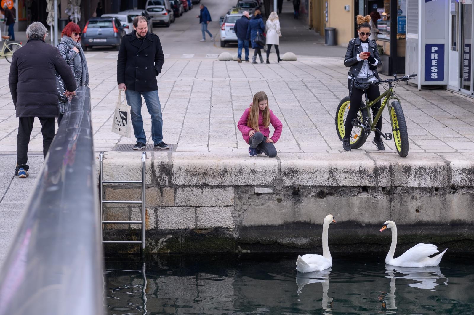 Labudovi pored mosta uveseljavaju Zadrane Labudovi pored mosta uveseljavaju Zadrane