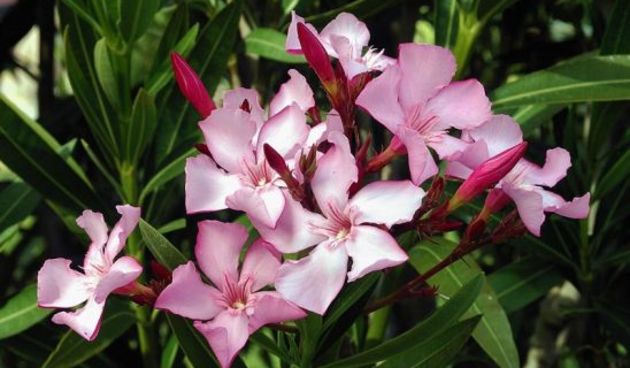 Oleander, cvijet (Metro-portal.hr)