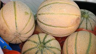 Image 1200497 (auto)