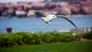 Galebov let (foto:Saša Čuka)