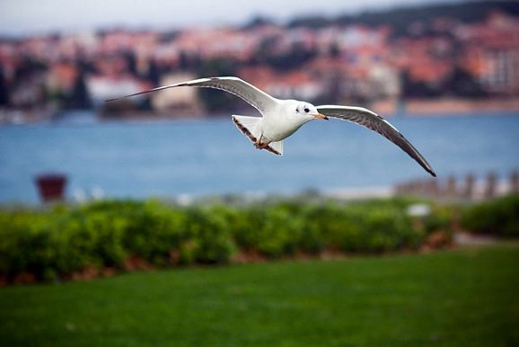 Galebov let (foto:Saša Čuka)