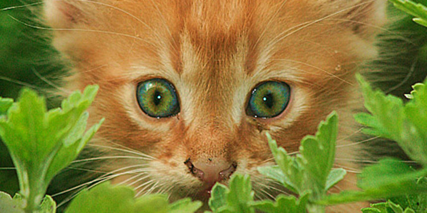 Mace by Leo Banic Mace by Leo Banic